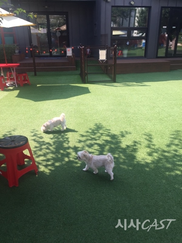 식당과 카페에서의 제 역할을 톡톡히 한 강아지들이 전용 운동장에서 영역 표시 놀이를 하고 있다.